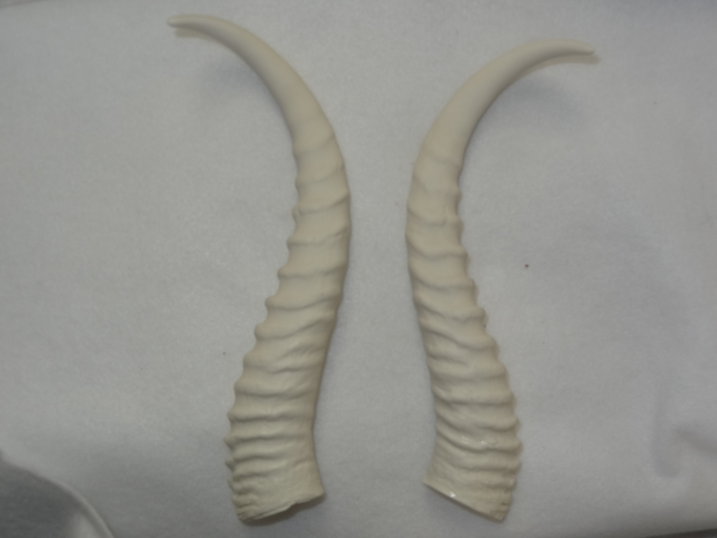 Antelope Horns