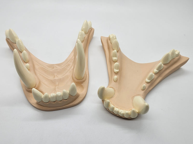 Basic Werewolf Jawset
