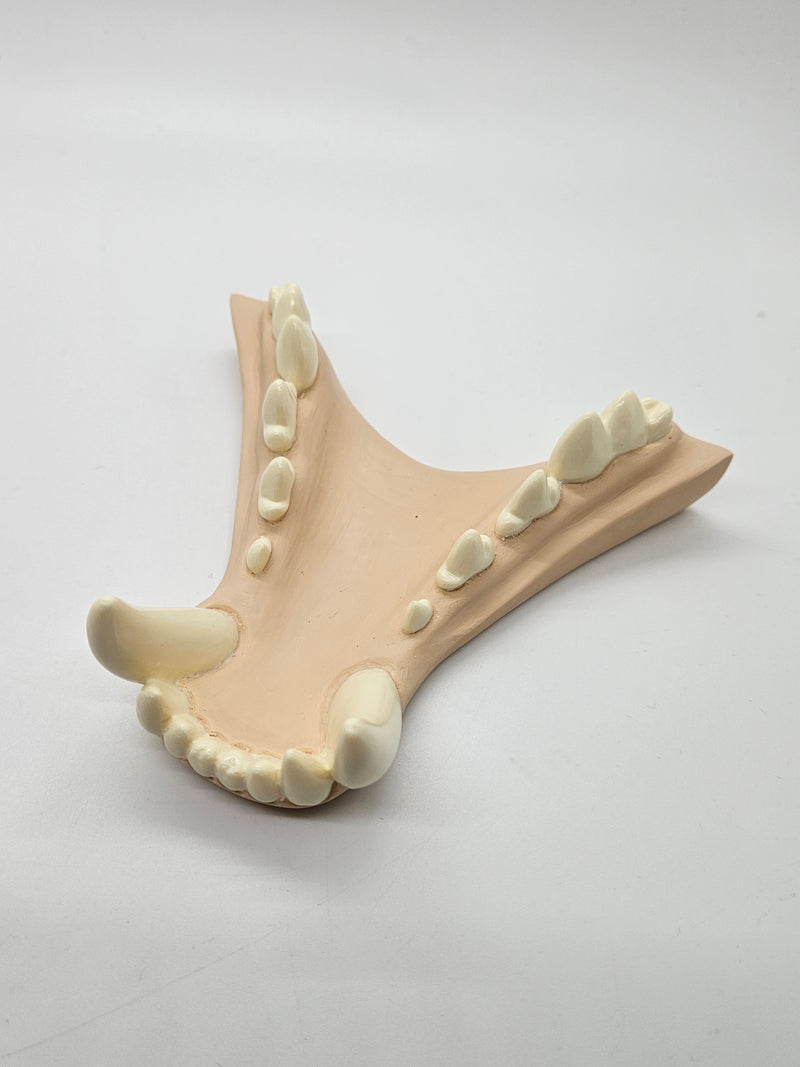 Basic Werewolf Jawset