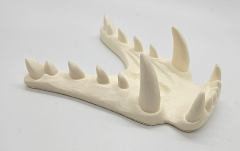 Opaque Single Color Dragon Jawset