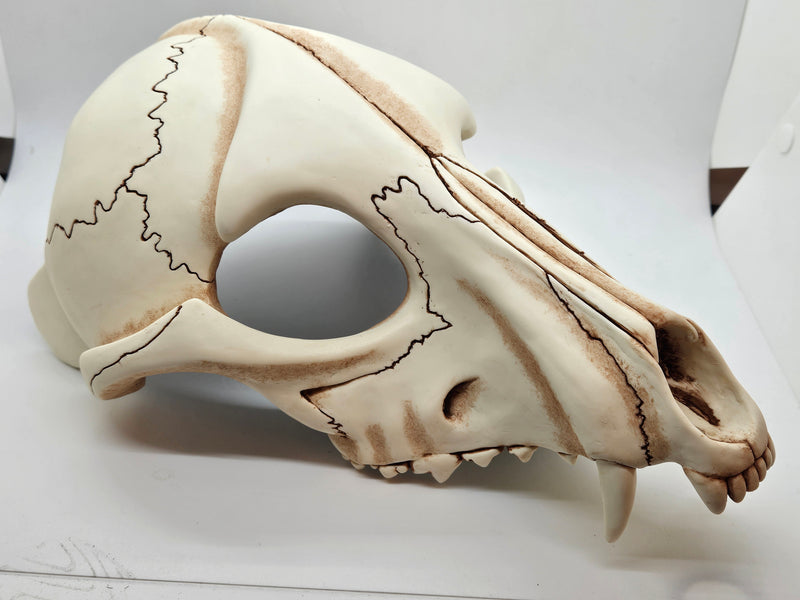 Skeletal K9 Upper Jaw Mask