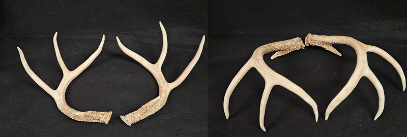 Plastic Opaque Large Whitetail Deer Antlers