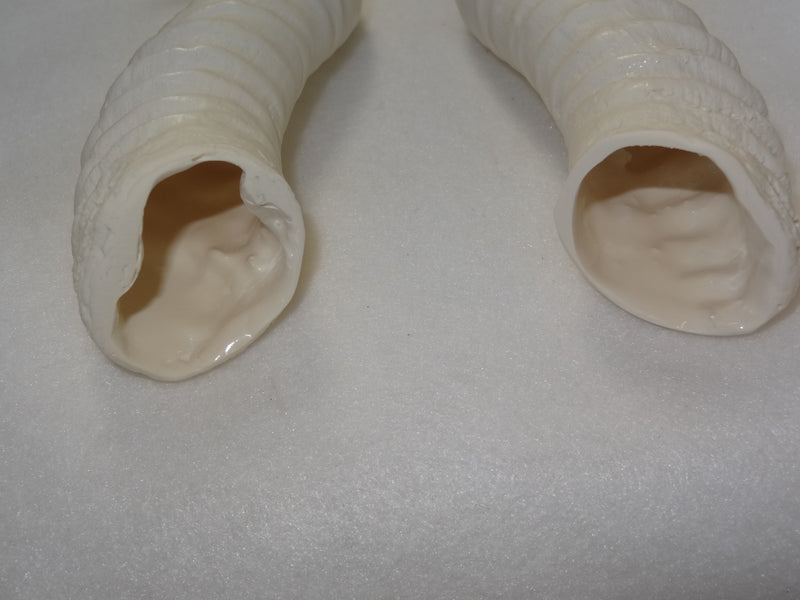 Plastic Opaque Springbok Antelope Horns