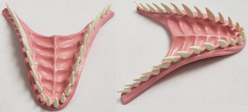 Basic JW Velociraptor Jawset