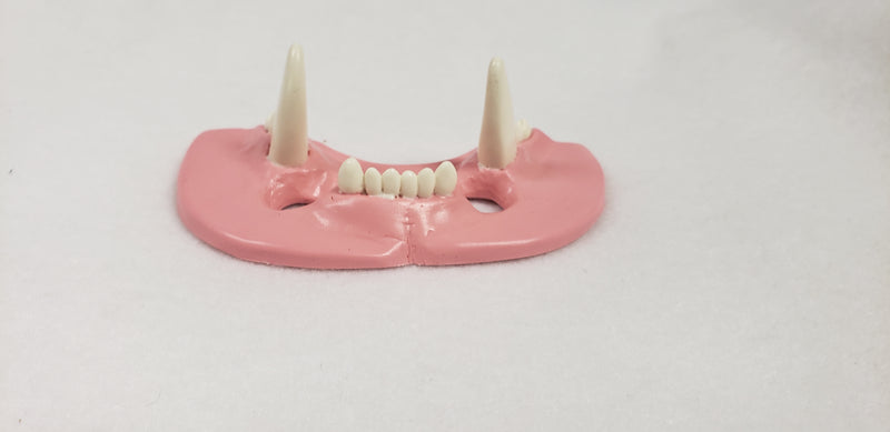 Basic Big Cat Jawset