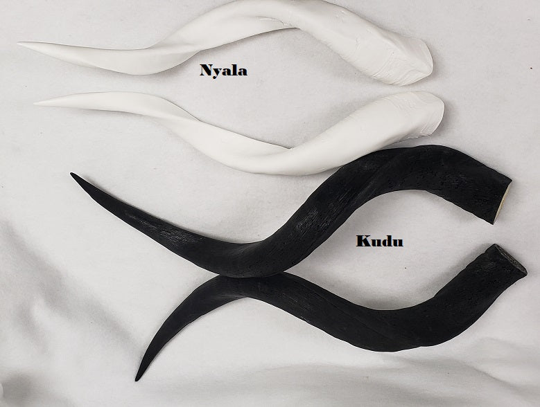 Plastic Opaque Nyala Antelope Horns