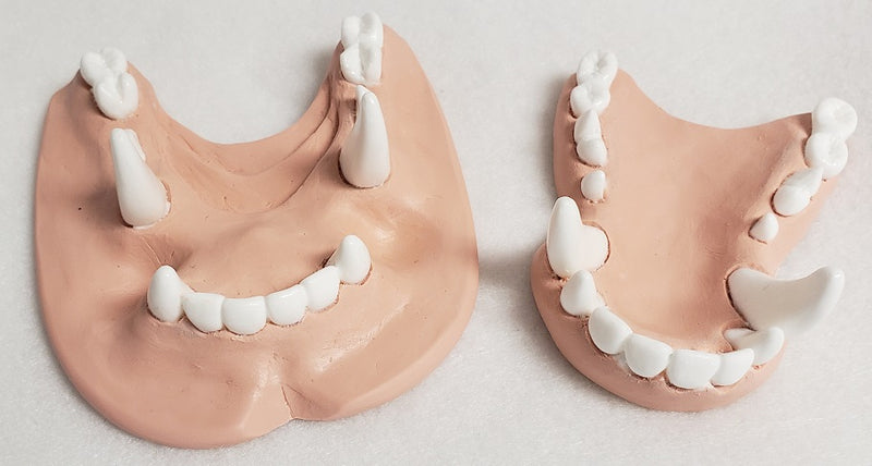 Basic Colored Toony K9 Jawset