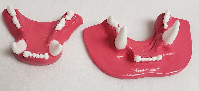 Basic Small Feline Jawset