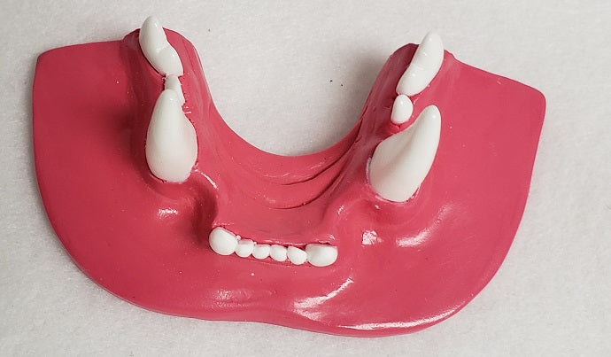 Basic Small Feline Jawset