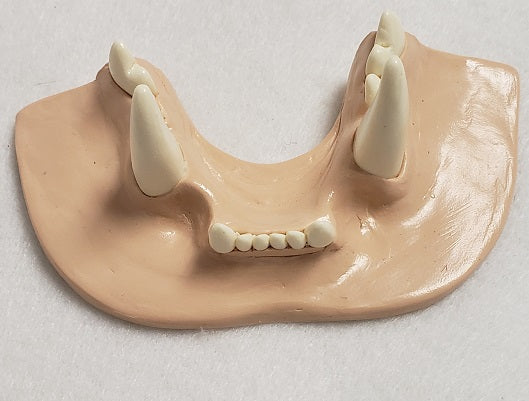 Basic Small Feline Jawset