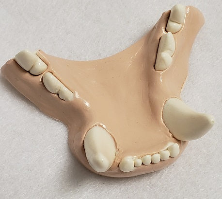 Basic Small Feline Jawset