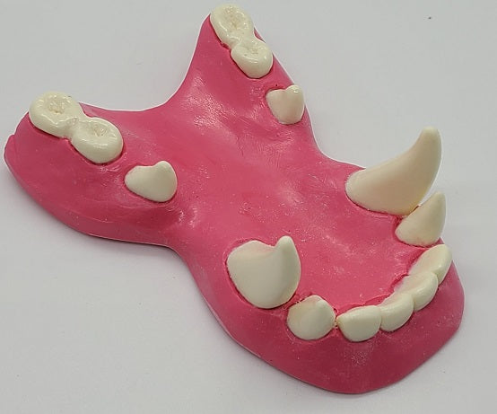 Basic Toony Dragon Jawset