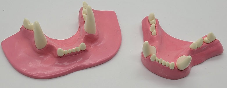 Basic Small Feline Jawset