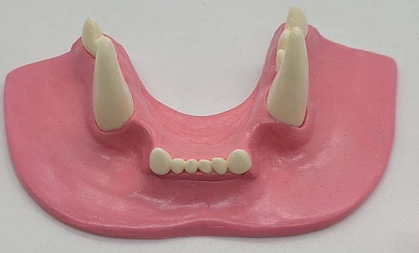 Basic Small Feline Jawset