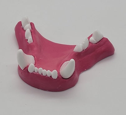 Basic Small Feline Jawset