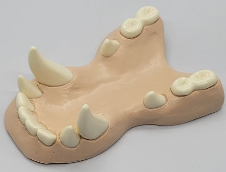 Basic Toony Dragon Jawset