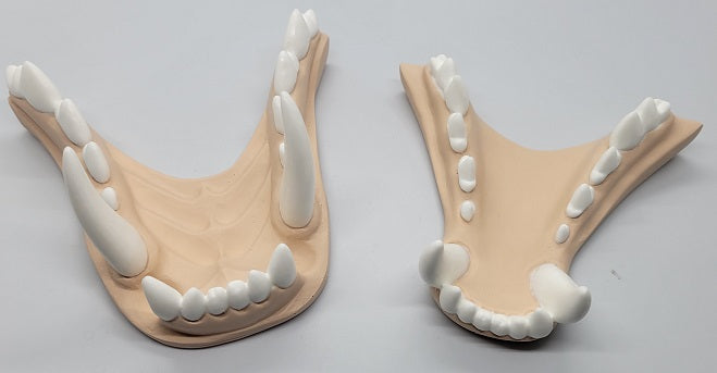 Basic Werewolf Jawset