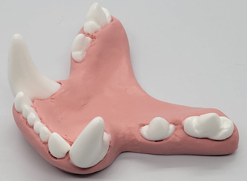 Basic Big Cat Jawset