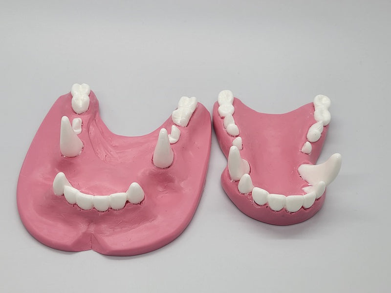 Basic Colored Toony K9 Jawset