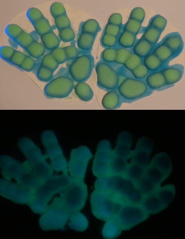 Silicone Glow in the Dark Reptile Handpads