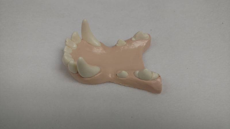 Basic Canine Jawset