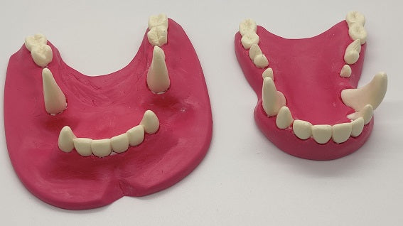 Basic Colored Toony K9 Jawset