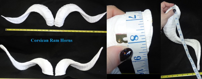 Plastic Opaque Corsican Ram Horns