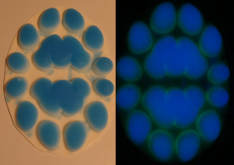 Silicone Glow in the Dark Big Cat Handpads