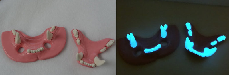 Two Colored Glow in the Dark Big Cat Jawset