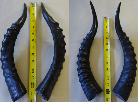 Plastic Opaque Impala Antelope Horns