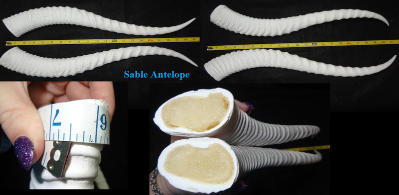 Plastic Opaque Sable Antelope Horns