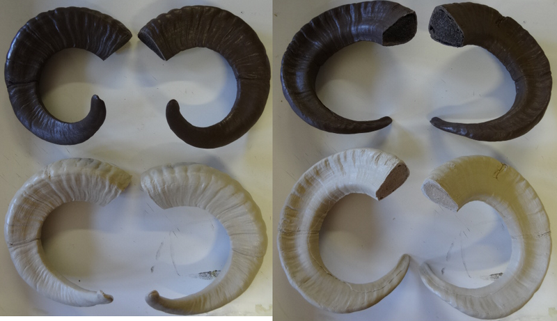 Plastic Opaque Single Curl Ram Horns