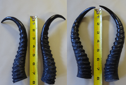 Plastic Opaque Springbok Antelope Horns