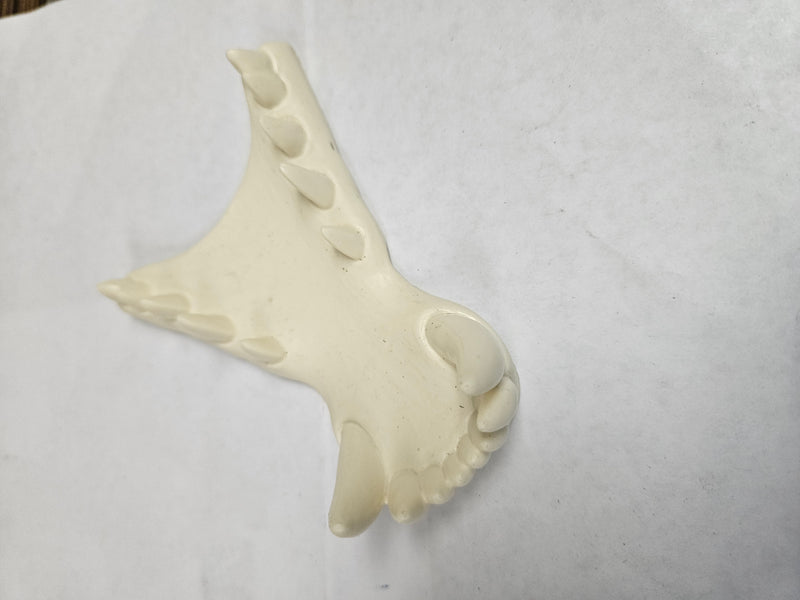 Ready to Ship: Dragon Jawset