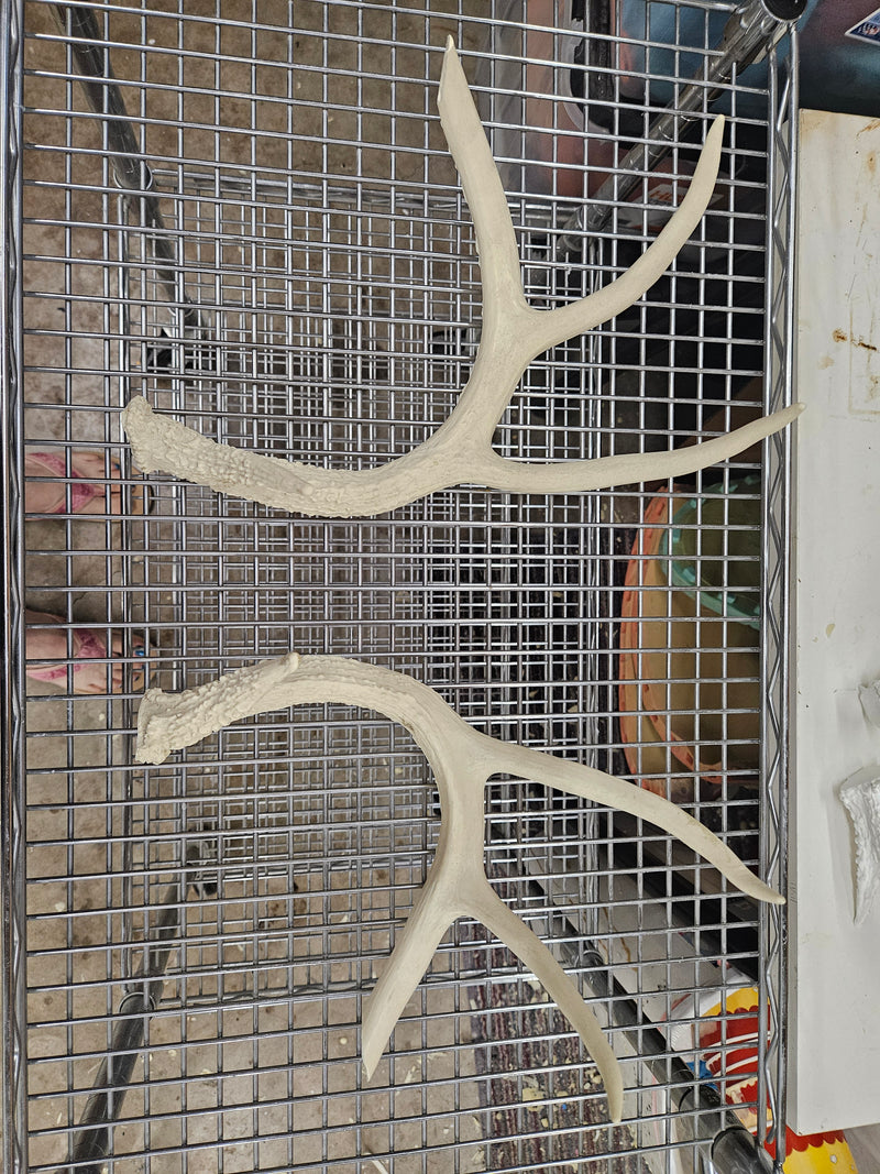 Discounted Item: Horn/Antler sets