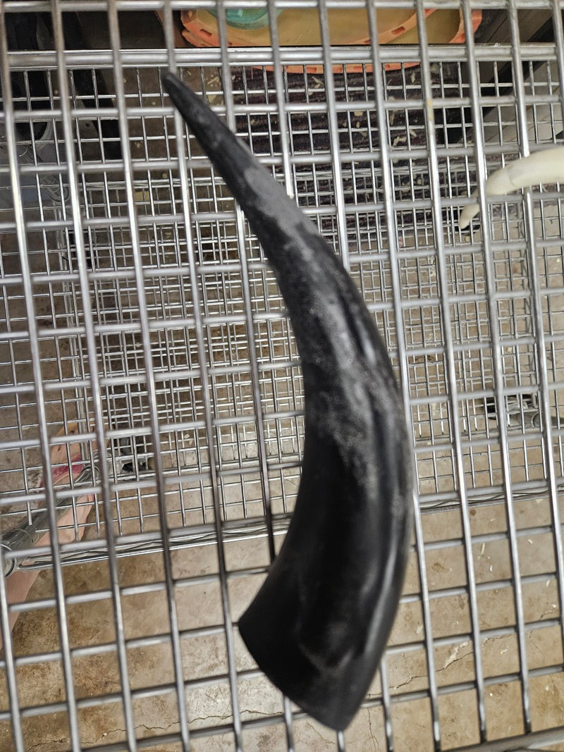Discounted Item: Single Horns