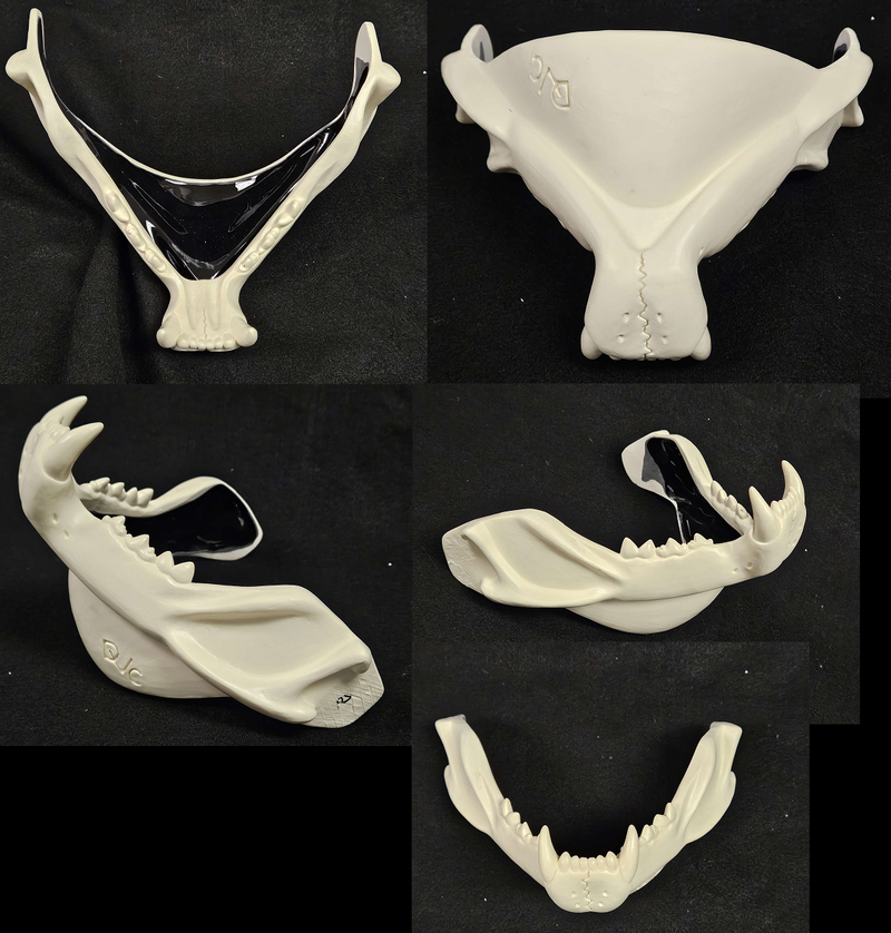 Skeletal Feline Lower Jaw Mask