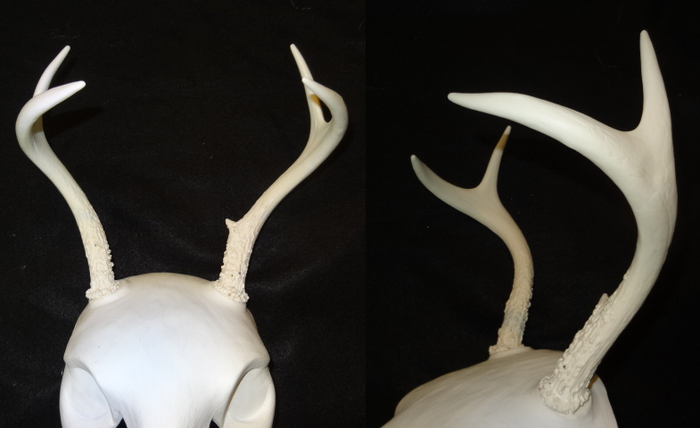 Plastic Opaque Four Point Deer Antlers