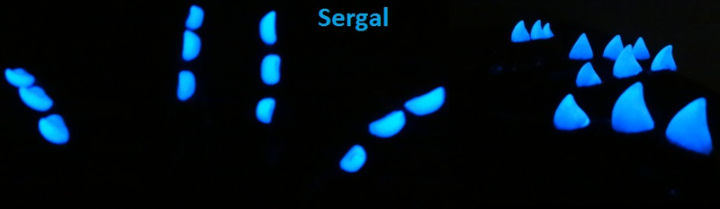 Two Colored Glow in the Dark Northern Sergal Jawset